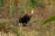 Moose at Fushimi